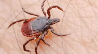 Görele'de İmamlara KKKA Hastalığı Anlatıldı