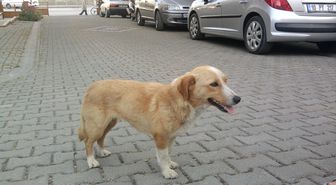 Konya'da Köpeğin Saldırısına Uğrayan Kadın Yaralandı