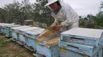 Kadınlar Arıcılık Mesleğine de El Attı