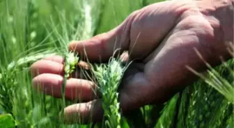 Ankara'da Süneyle Biyolojik Mücadele