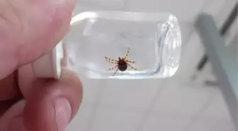 Piknikçilere Kene Uyarısı