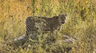 Siirt'te Leopar İzi Sürüldü