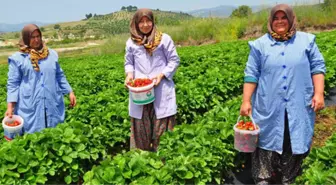 Teşvikle Başladı, Çilek Köyü Oldu