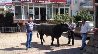 1 Tonluk Dana Aydın İli Kırmızı Et Üreticileri Birliği'nde