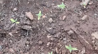 Ormanı Kenevir Bahçesine Çevirmiş