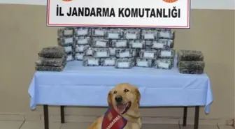 Ağrı'da Uyuşturucu Operasyonu