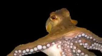 Ahtapotların İlginç Sırrı!