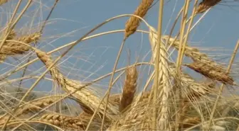 Buğdaydaki 'Çökerten' Hastalığının Arttığı İddiası