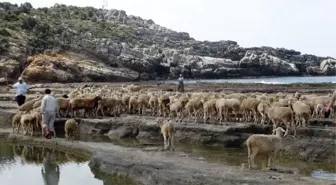 Hayvanların Geleneksel Deniz Banyosu