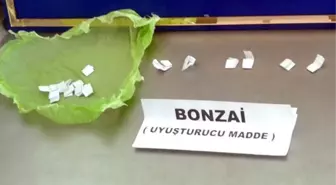 Jandarma'dan 'Bonzai' Operasyonu