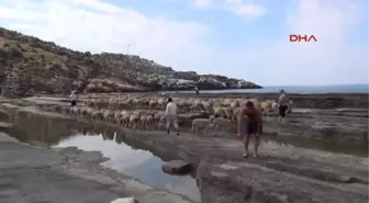 Antalya'da Koyunlar Denizde Yıkandı