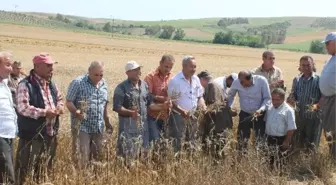 Kuraklık Buğday Üreticisini Vurdu