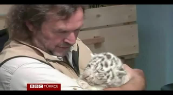 Bir Batında Beş Beyaz Kaplan Yavrusu