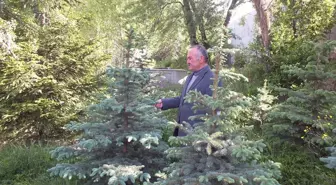 Emekli Öğretmenin Ağaç Sevgisi