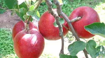 Niğde'de Organik Elma Üretimini Geliştirme Çalışması