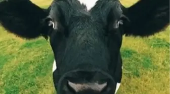 Sivas'ta Hayvancılık Destekleme Ödemeleri Arttı