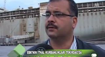 Ebk'nın İthal Kurbanlıkları Tekirdağ'da 27.10.2011