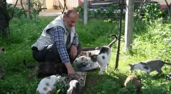 Rizeli İsmail Dede Evinin Bahçesinde 20 Kedi Bakıyor