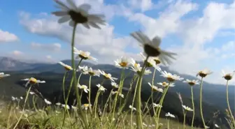 Anamas'ta Baharın Son Esintileri