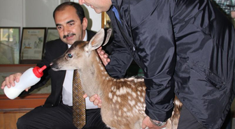 Afyonkarahisar'da Kızılgeyik Yavrusu Yaralı Bulundu