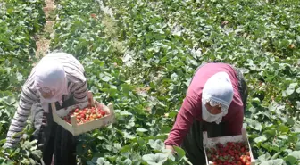 Bakan Eker'in Projesi Meyve Vermeye Başladı