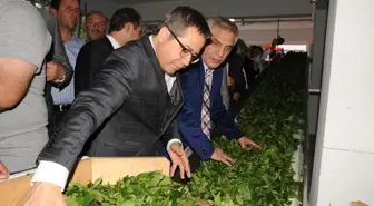 Arhavi'de Hibe Destekli Özel Çay Fabrikası Hizmete Açıldı