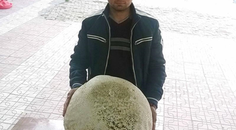 8 Kilogramlık 'Dev Mantar' Bulundu