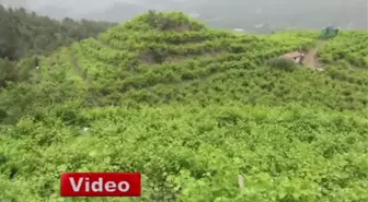 Erdemli'de Üzüm Yaprağı Hasadı Başladı