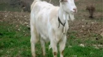 Çukurova Üniversitesi'nden Satılık Keçi