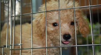 Köpeğe Tecavüz Etmişler