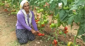 Sarıçam'da Ev Tipi Seracılıkta Hasat Töreni