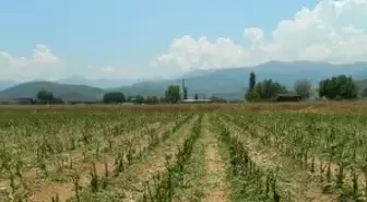 Sel Felaketi Peşrefli Mahallesi'ni Vurdu