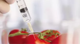 Avrupa Birliğinde GDO Uzlaşması