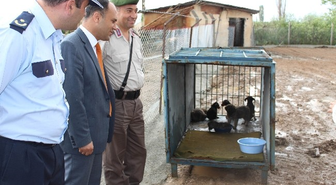 Beyşehir'de Köpek Barınağı Oluşturuldu