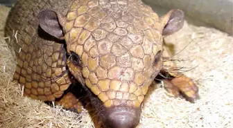 Dünya Kupası Maskotu 'Armadillo'Ya Ziyaretçi Akını