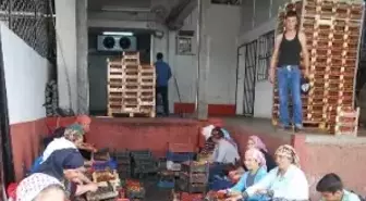 Fiyatlar Düşünce Çilek Üreticisi Dertlendi