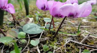 Hatay'ın Bitki Envanteri Hazırlandı