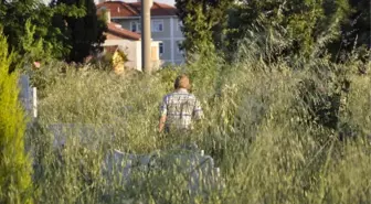 Muratlı'da Bakımsız Mezarlık Vatandaşları Çileden Çıkardı