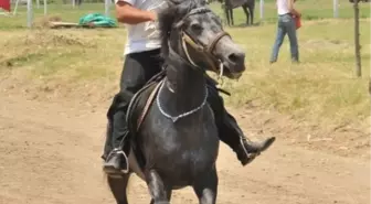 Kayapa'da Rahvan Coşkusu