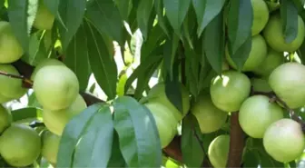 'Bayramiç Beyazı'ın Fiyatı Tavan Yaptı