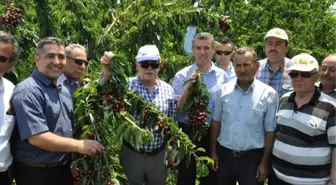 Kırkağaç'ta Üretilen Kiraza Hayran Kaldılar