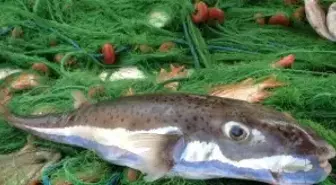 Zehri Tedavi Ediyor, Eti Öldürüyor