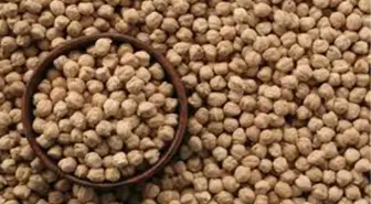 Nohutta 'Antraknoz' Hastalığı