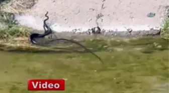 Yılanların Dansı