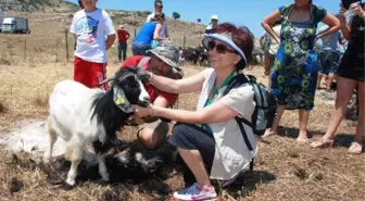 Karaburun 'Kırkım Şenliği' ile Renklendi