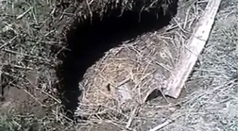 Tatvan'da Belediyesi Arızalı Su Şebekesi Hatlarında Çalışma Başlattı