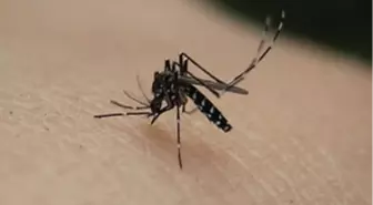 Yurt Dışı Seyahatlerinde 'Sarıhumma' Uyarısı