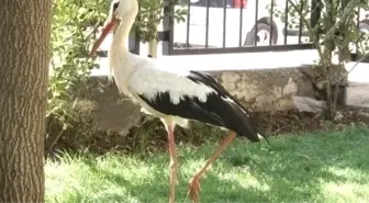 Kanadı Kırık Leylek Tedavi Altında