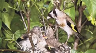 Yavru Saka Kuşunu İtfaiyeciler Yuvasına Koydu