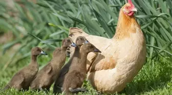 Tavuk, Ördek Yavrularına Annelik Yapıyor